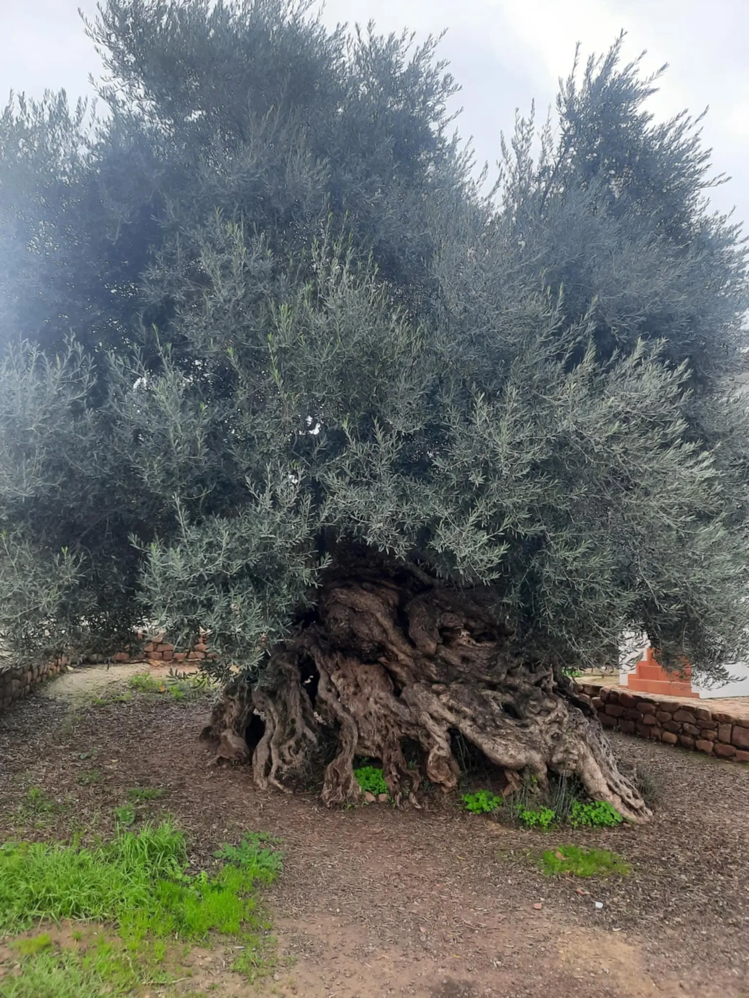 Oude olijfboom