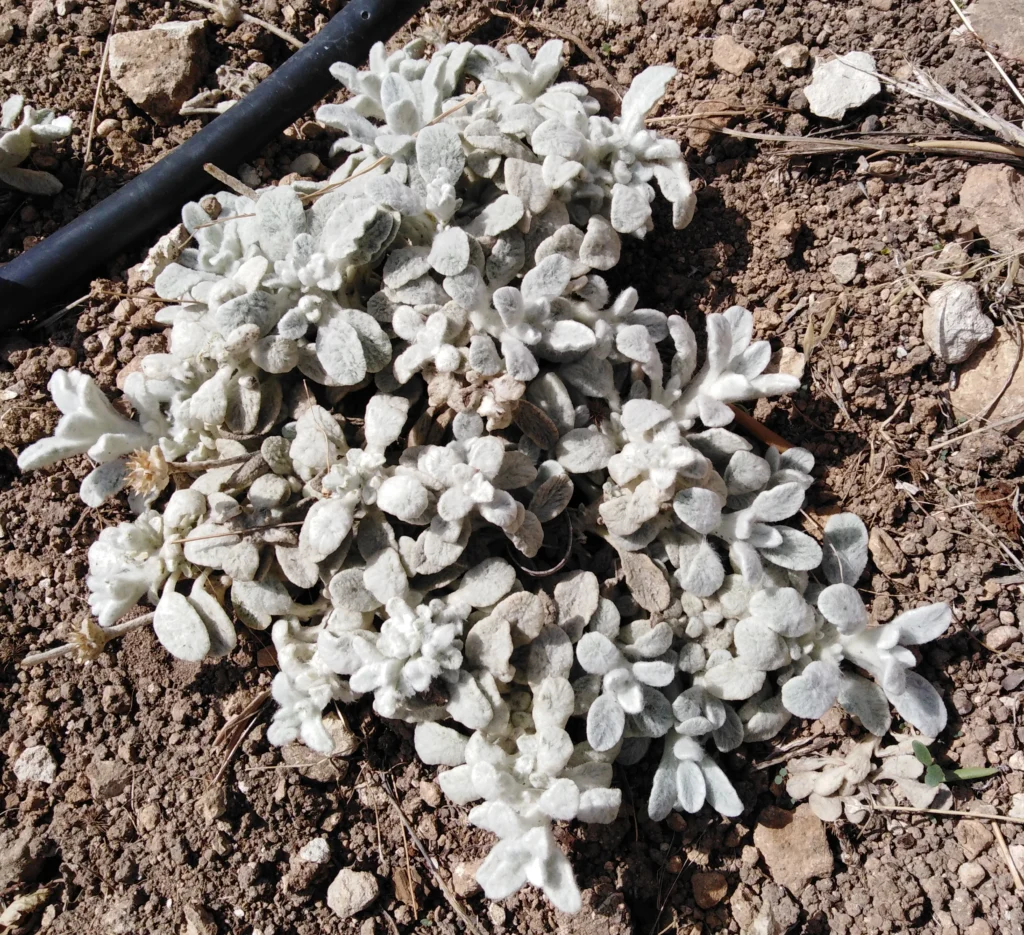 Dictamus kruid plant