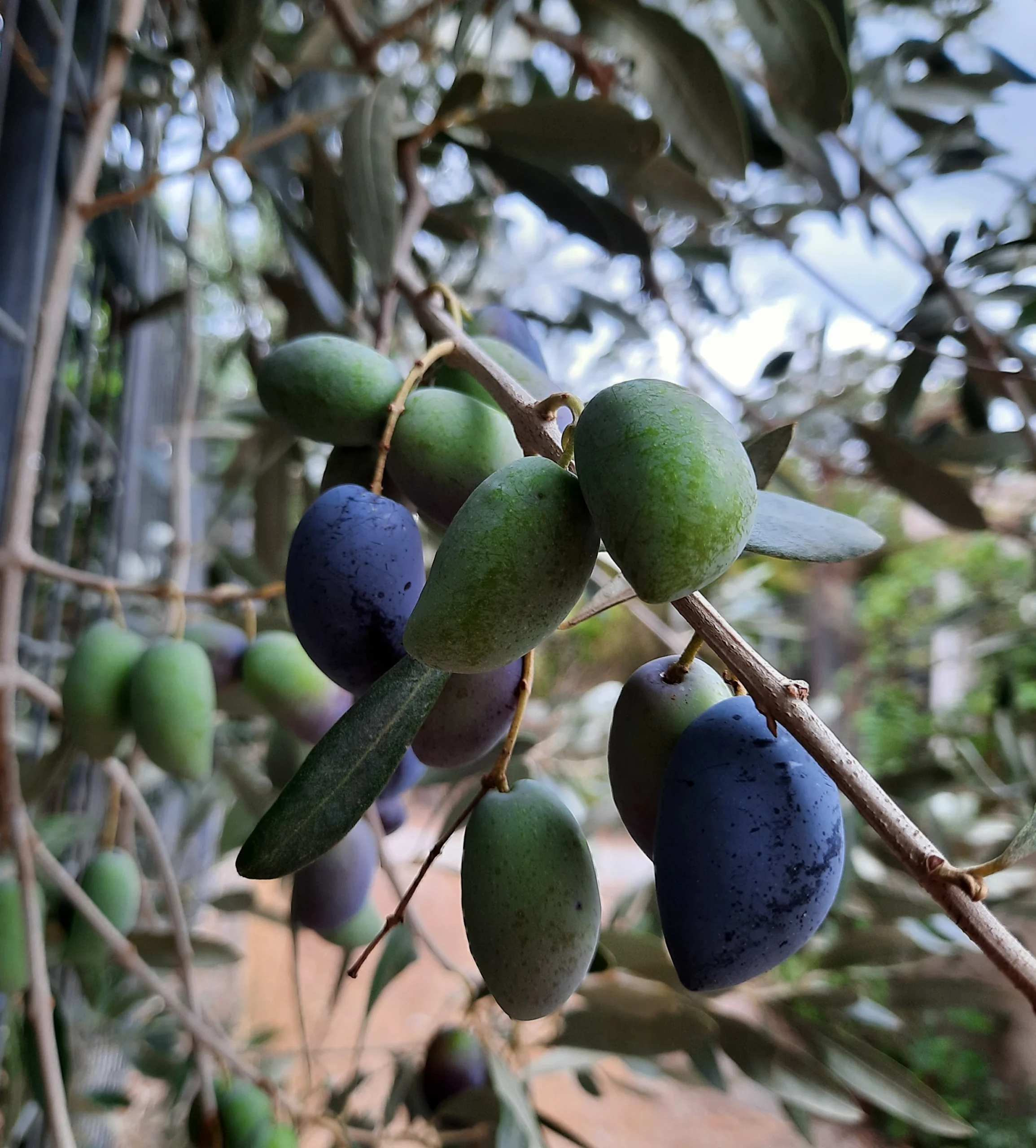 De koroneiki olijf in Kreta
